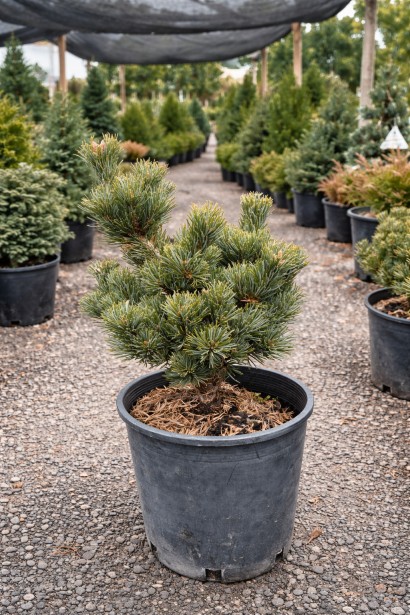 Сосна Кін-По опис